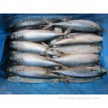 Seafrozen Scomber japonicus Fisch BQF Ganzrunde